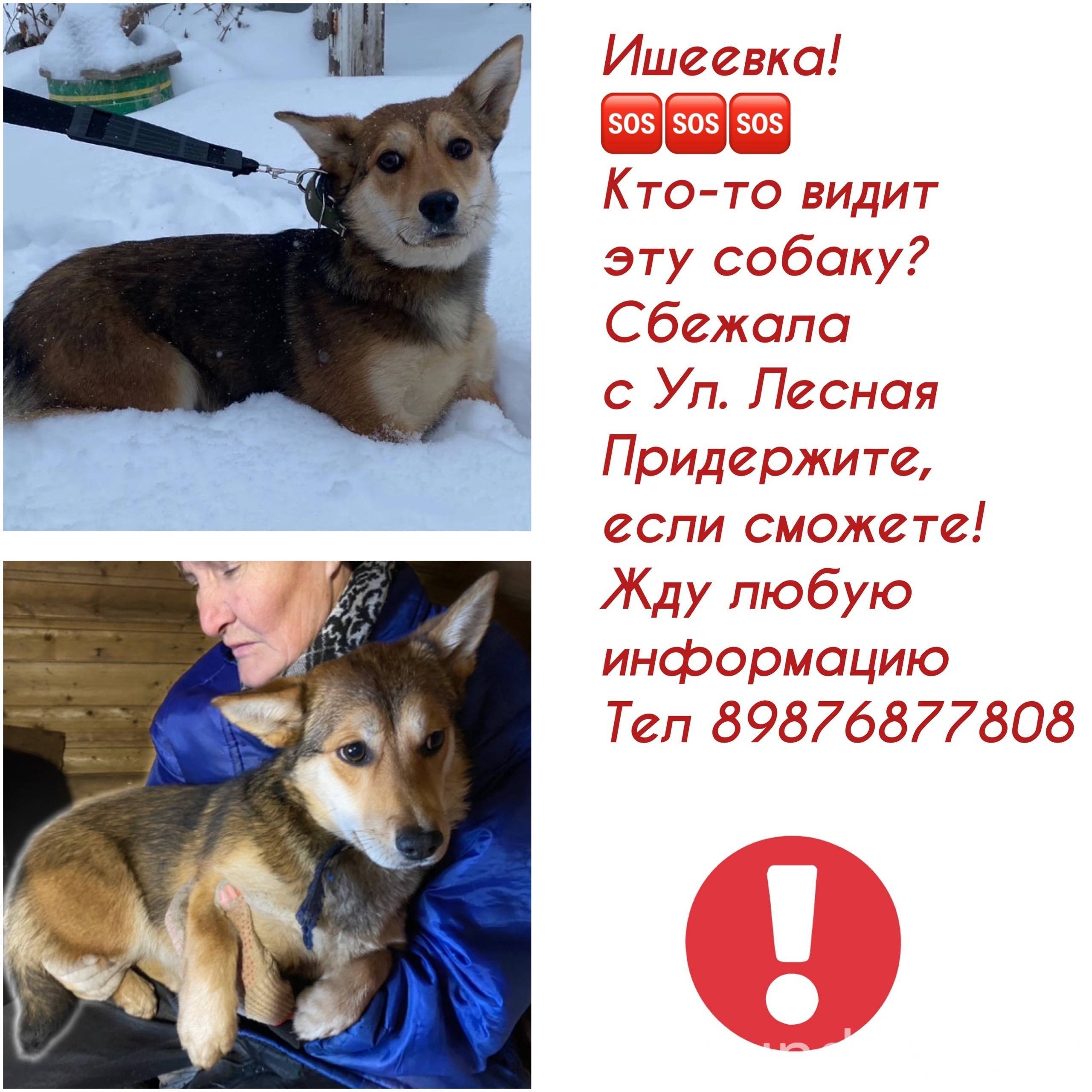 Щенок заблудился в пригородном поселке план назывной. Изложение щенок заблудился. Щенок заблудился в пригородном поселке план назывной. Изложение щенок заблудился. Потерялся щенок объявление.