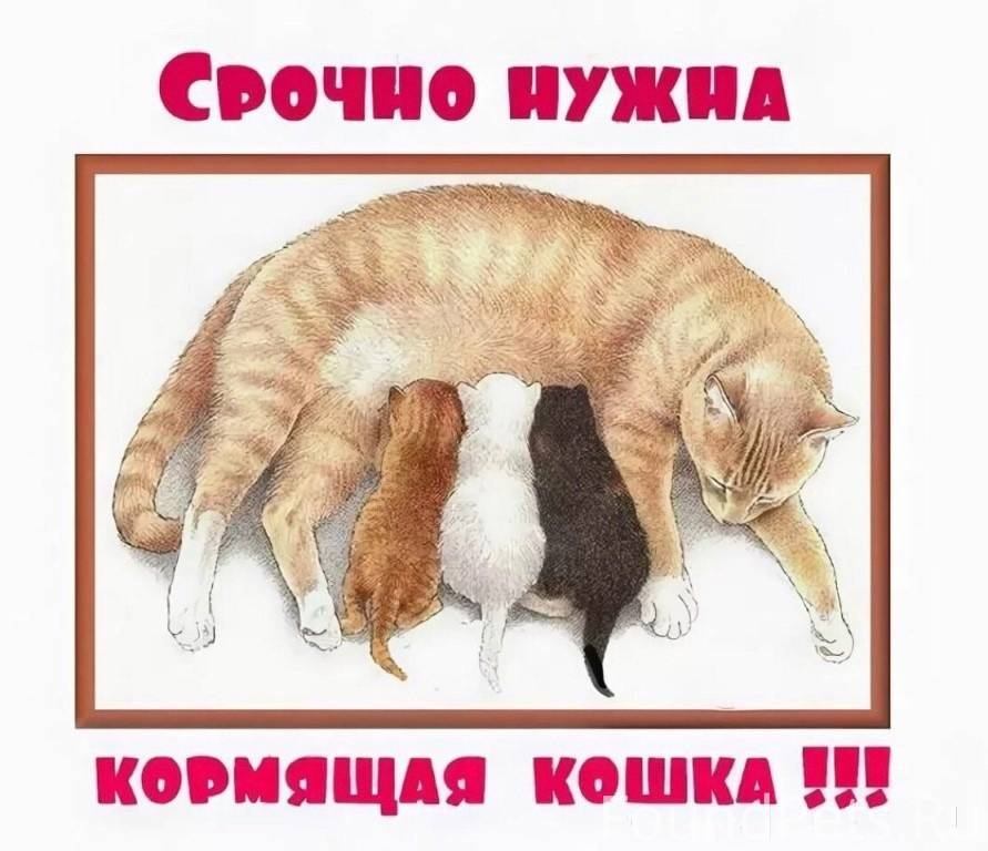 Картинки нужна кормящая собака