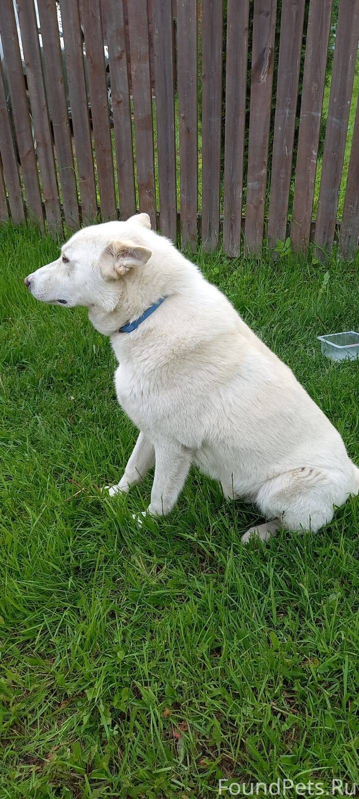 Крупный, белый, ухоженный пёс