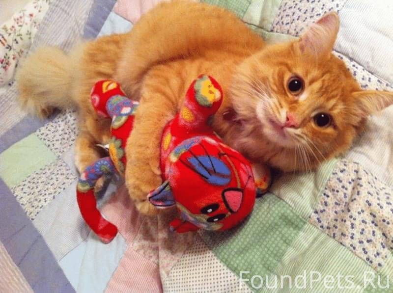 Любимые игрушки кошек. Игрушка рыжий кот. Рыжая кошка игрушка. Рыжие коты игрушка.