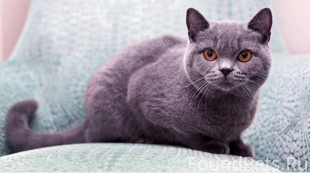 Британская. Британская короткошёрстная кошка. Британская короткошёрстная кошка голубая. Короткошерстная голубая британка. Британский голубой короткошерстный кот.