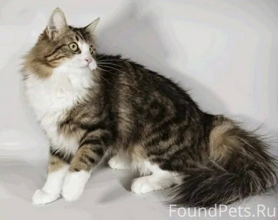 Норвежская кошка белая. Метис норвежской Лесной кошки. Сибирская биколор короткошерстная. Норвежская Лесная кошка биколор. Сибирская биколор короткошерстная кошка