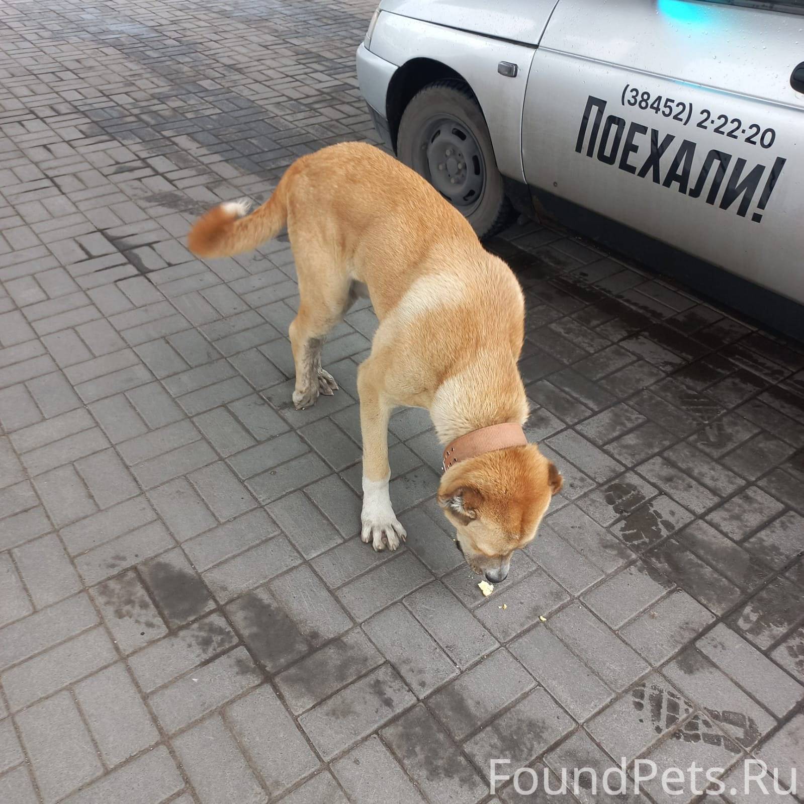 шпиц спрыгнул с дивана и хромает на заднюю лапу