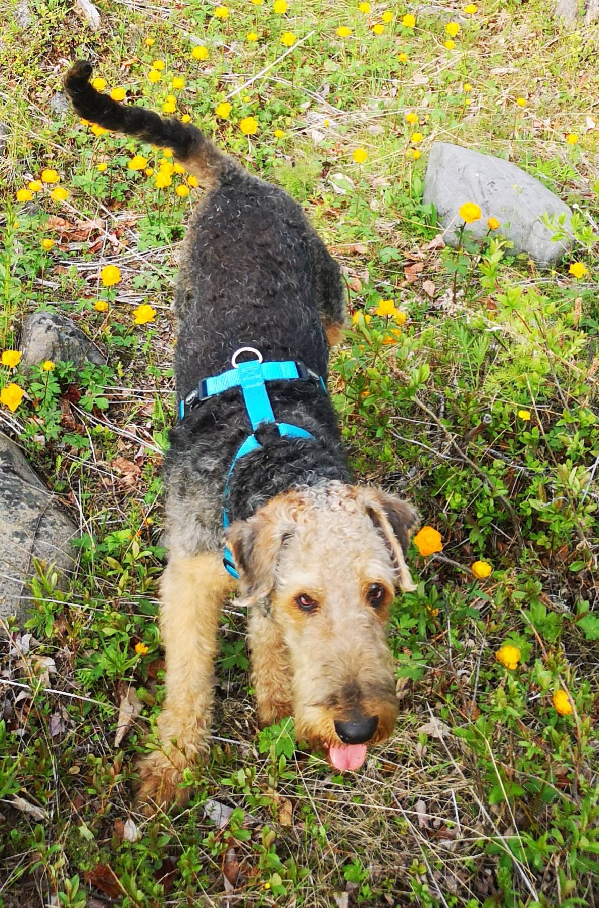 Эрдельтерьер с человеком