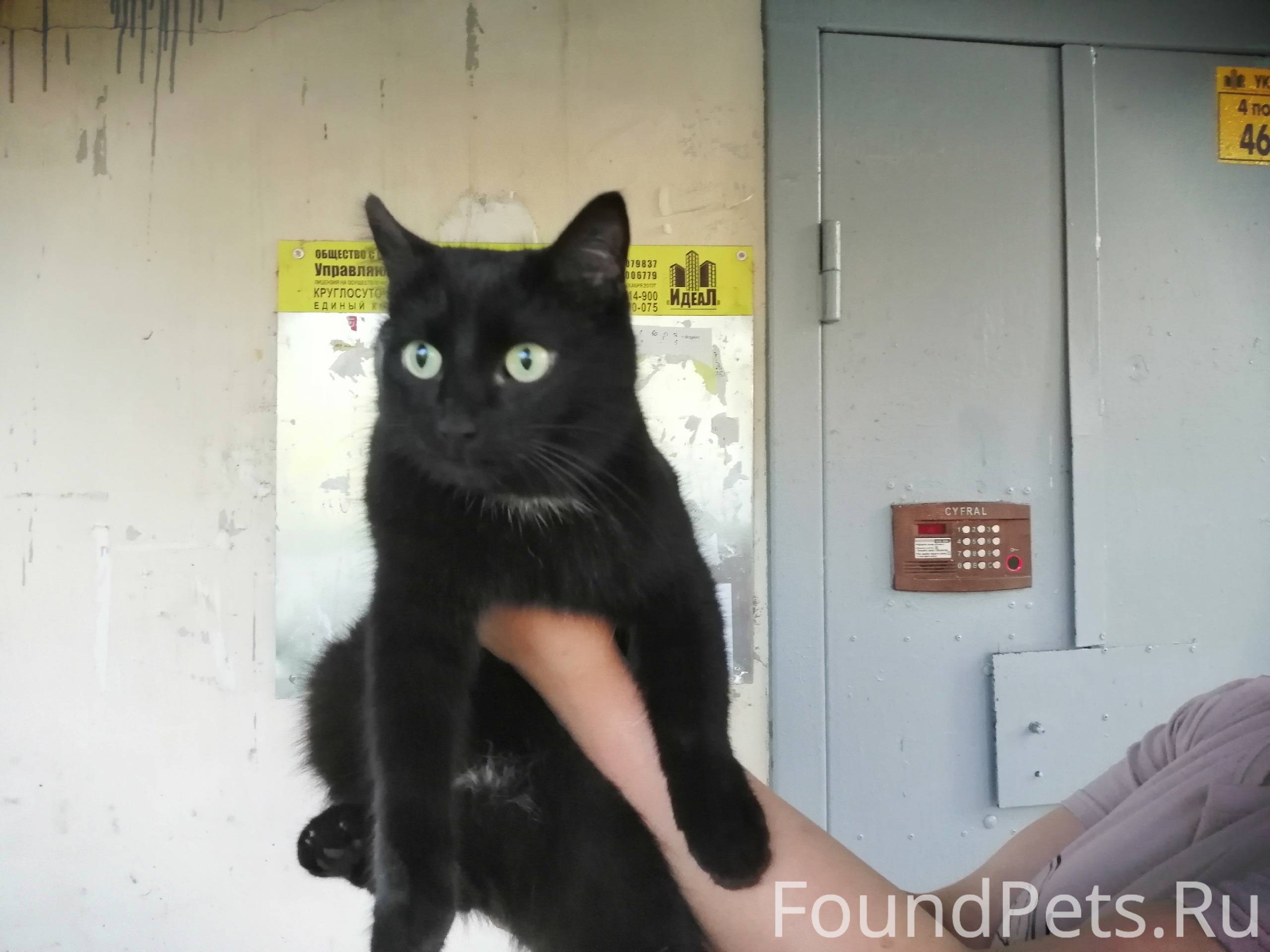 Ищу черную кошку. Кошка загуляла. Кошечка гуляет профиль. Кошка гуляет на улице в Хабаровске. Тбилиси кошки гуляют.