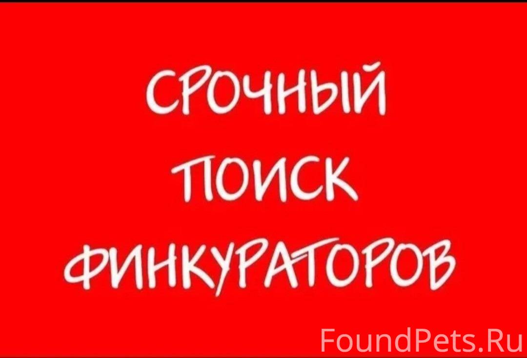 Срочно ищу. Срочно нужен финкуратор. Ищем финкураторов. Картинки нужен финкуратор. Нужны финкураторы для оплаты передержки.