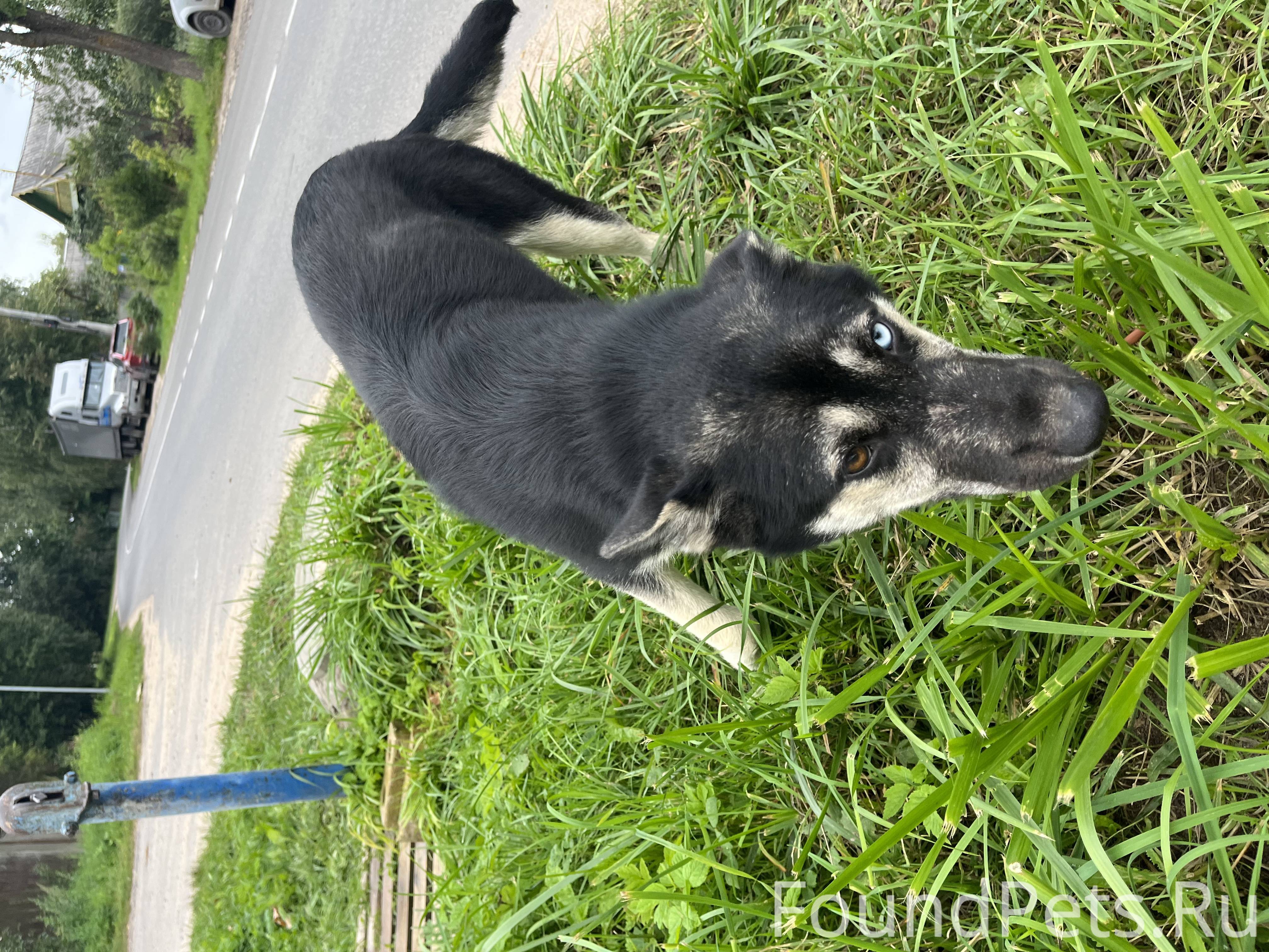 Собака найдена с разными глазами Конаково, Чапаевская улице