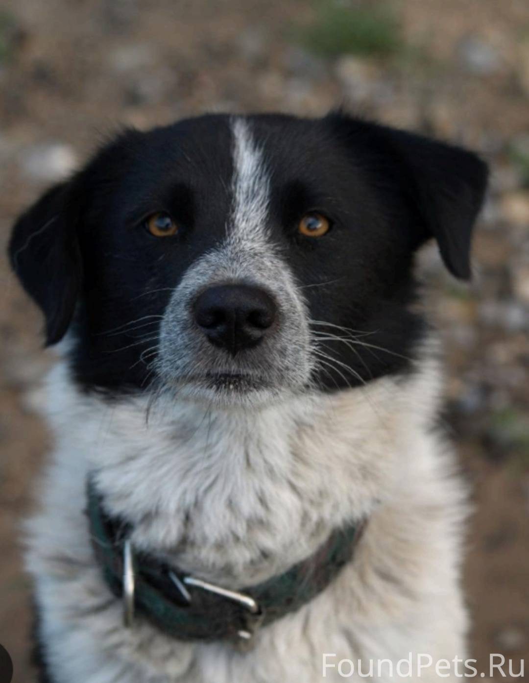 Our dog. Королевский двортерьер. Двортерьер дворняга. Беспородная собака дворняжка. Собачка дворняжка.