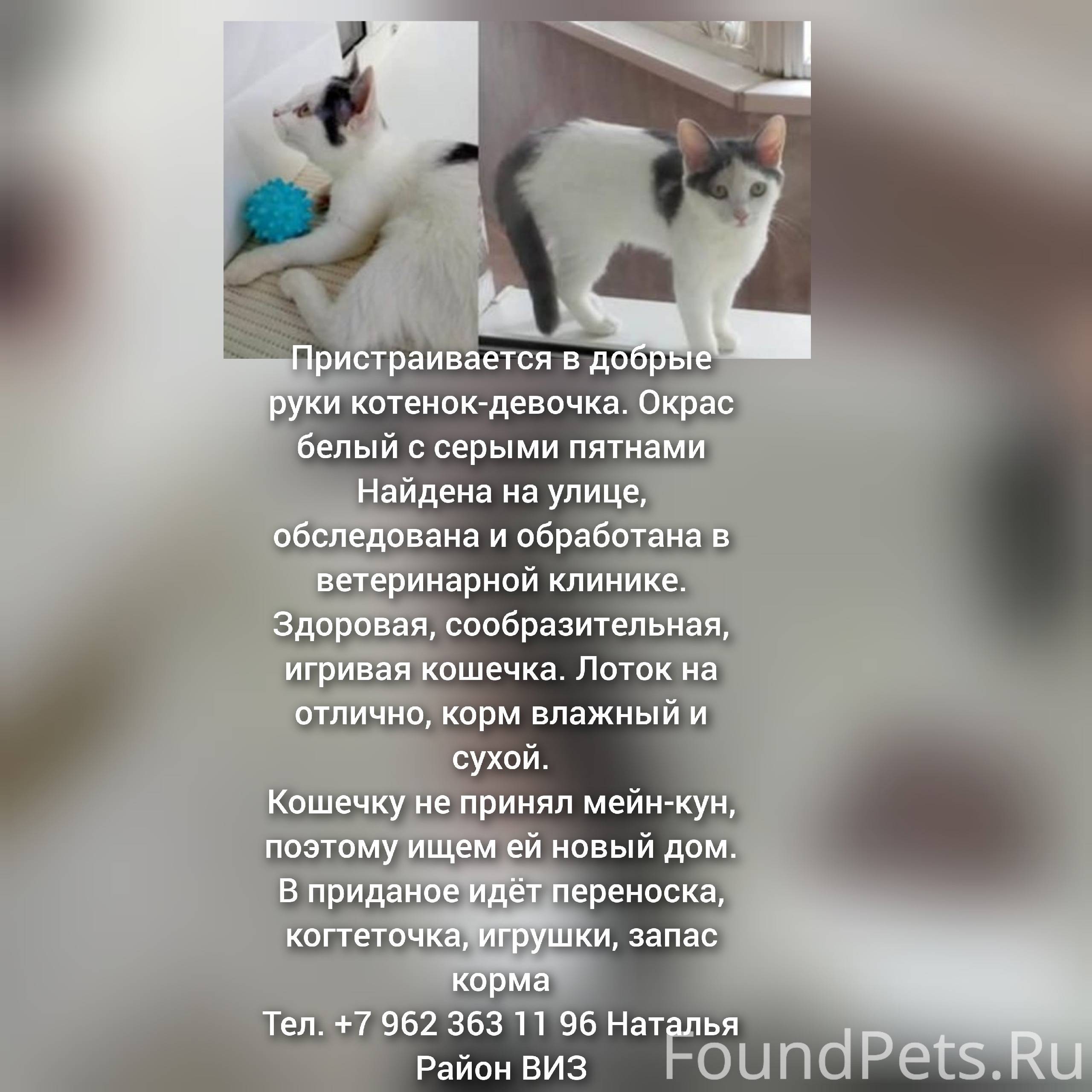 Объявление. Найден белый котенок Котенок и...