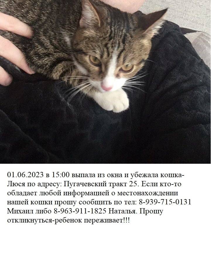 Объявление. Пропала кошка Люся! Помогите н...