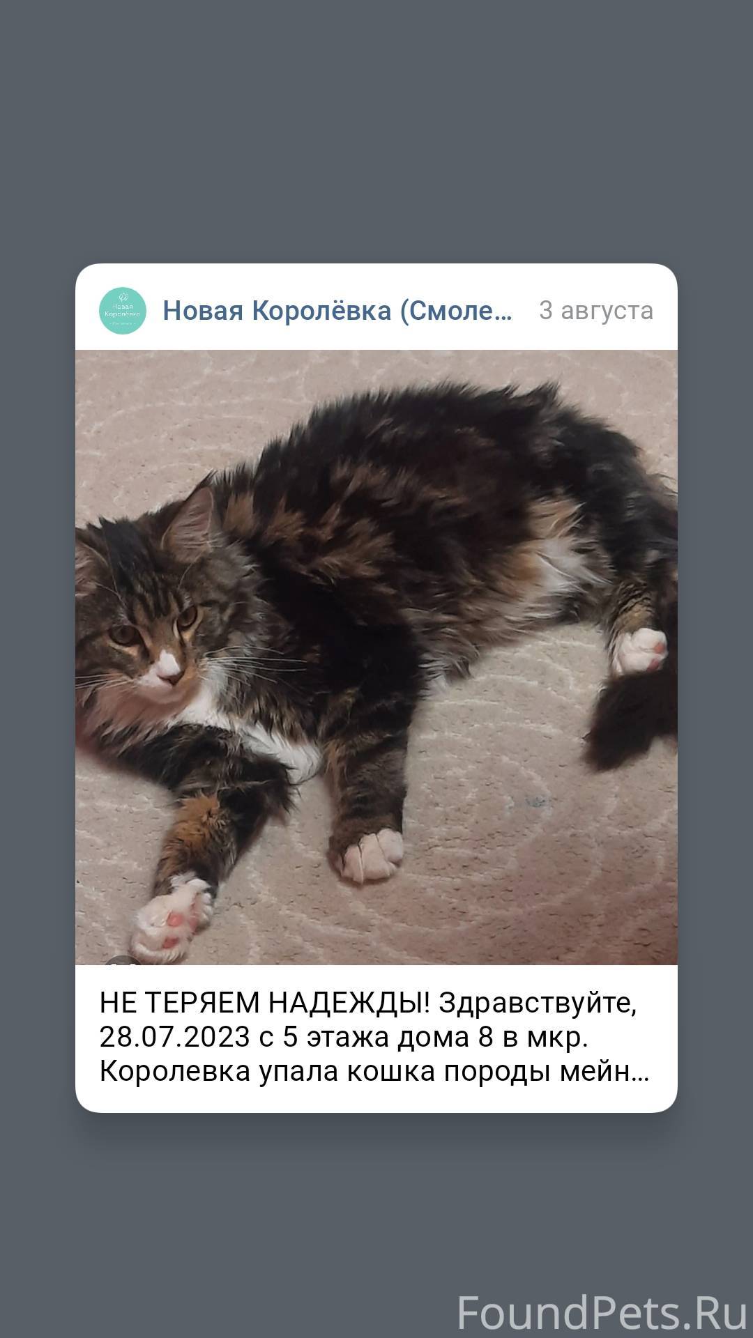 Кошка уронила котенка с дивана