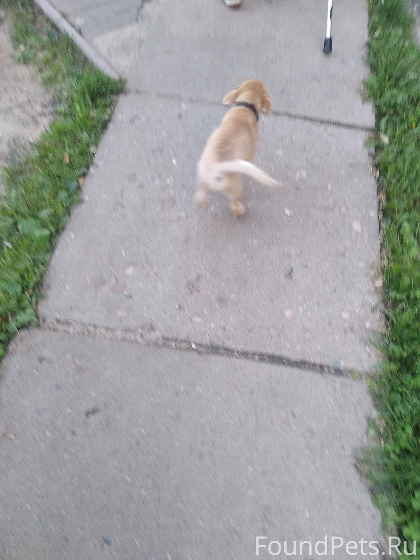 Рассказ о том как потерялся щенок. Потерянный щенок. Потерялся щенок. Заблудившийся щенок. Потерялся щенок картинка.