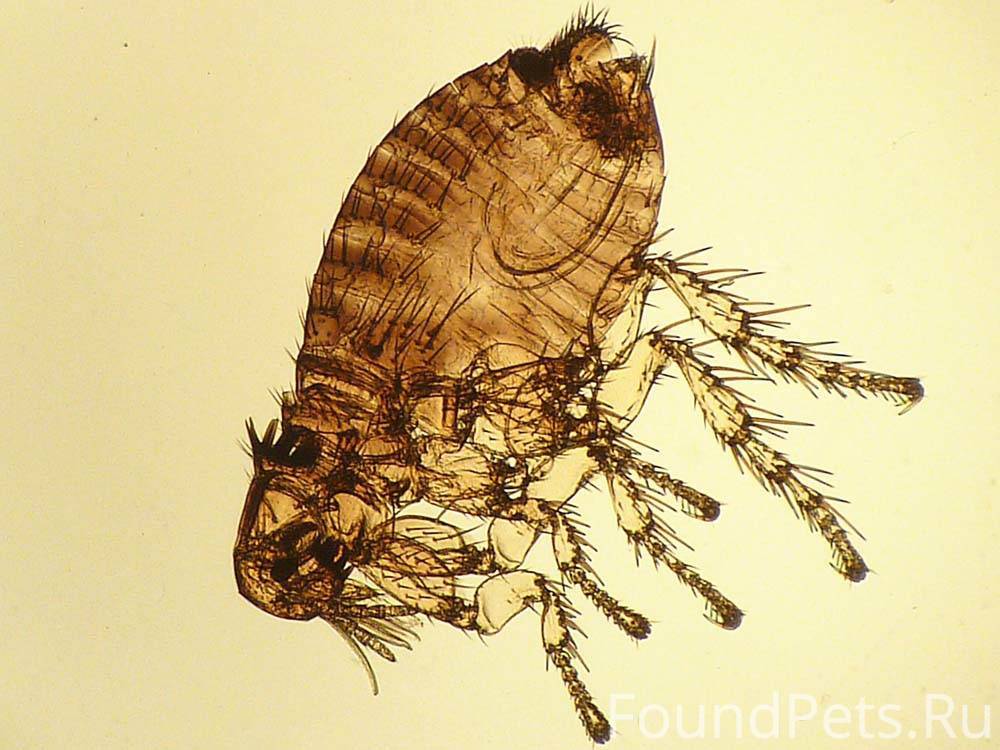 Блохи живут в квартире без животных. Spilopsyllus cuniculi. Пухоеды (Mallophaga). Блоха.