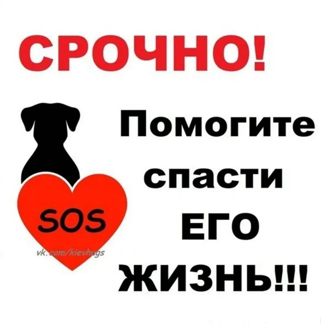 Срочно надо. Собаке нужна помощь. Помогите Спасите собаку. Помогите спасти.