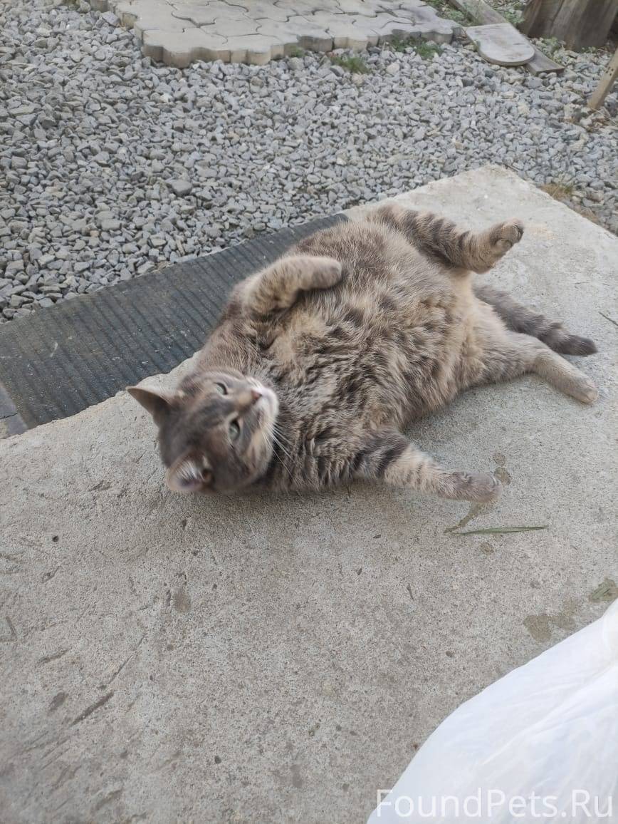 Найден кот камышового окраса (...