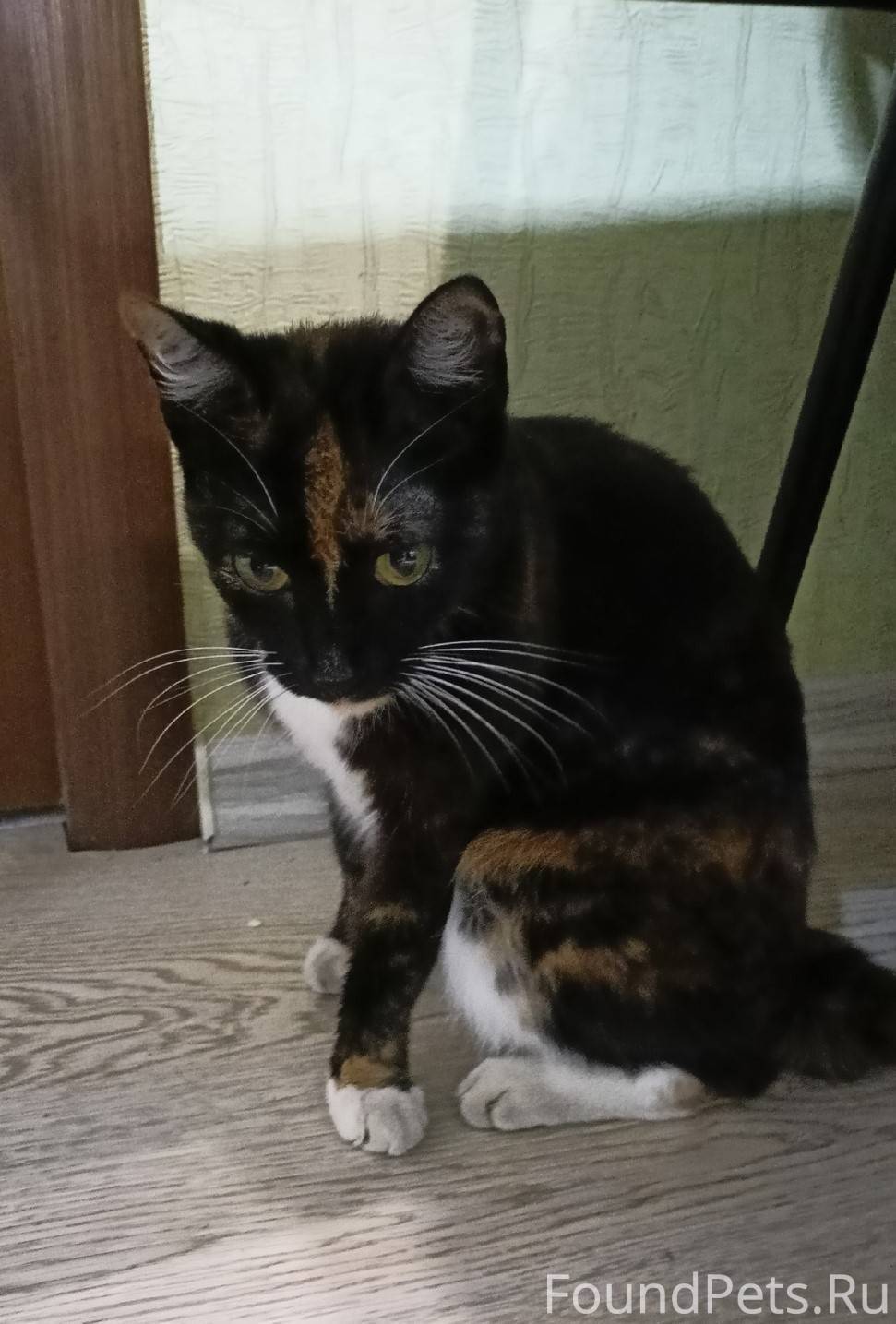 Найдена трехцветная кошка с коротким хвостом