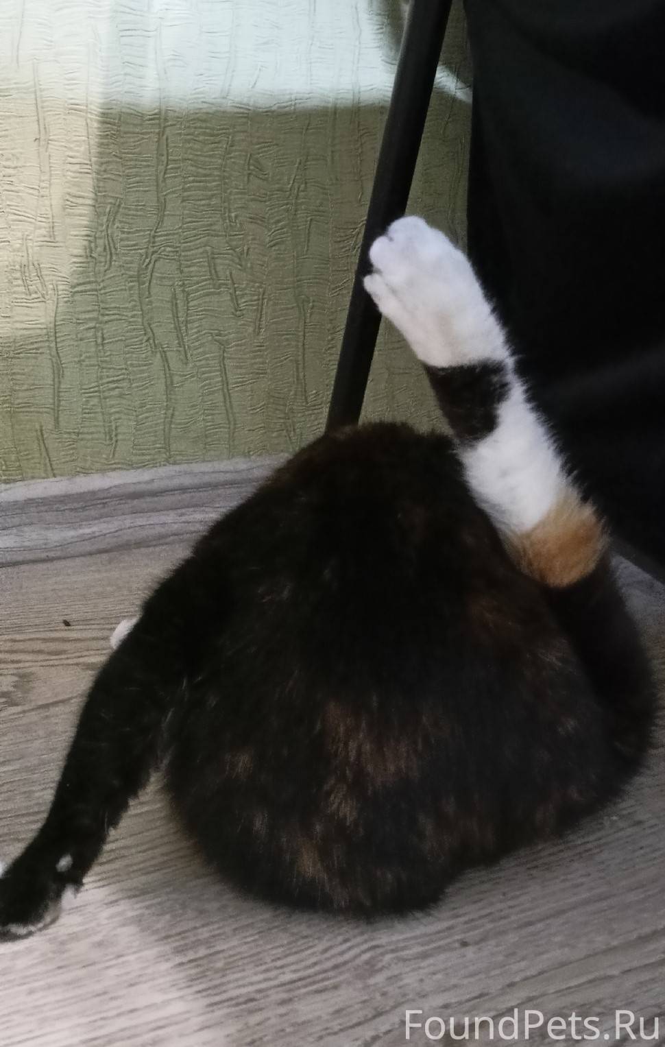 Найдена трехцветная кошка с коротким хвостом