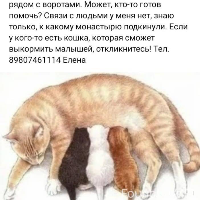 Нужна кормящая кошка картинки