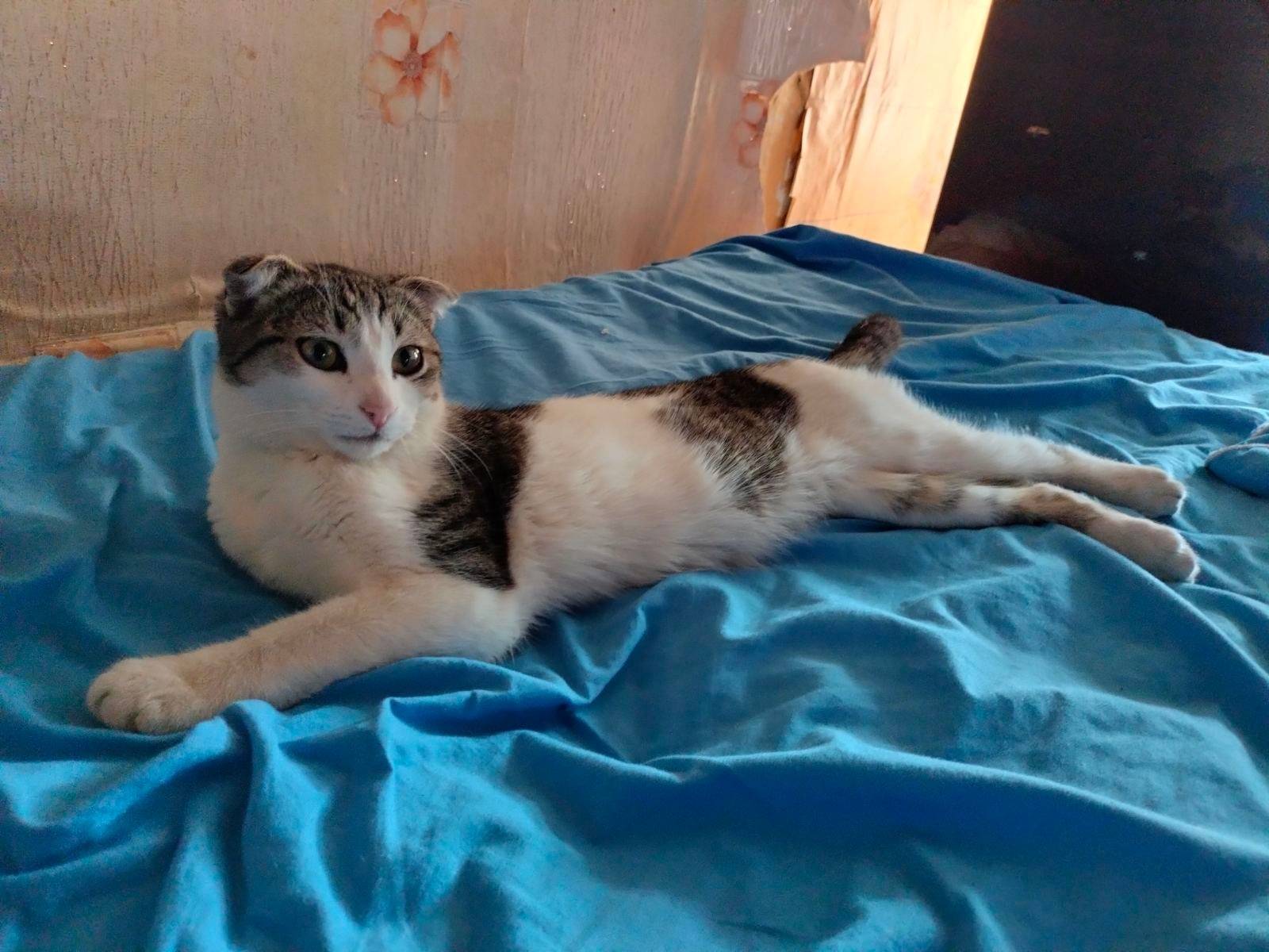 Объявление. Пропал кот подросток, вислоухи...