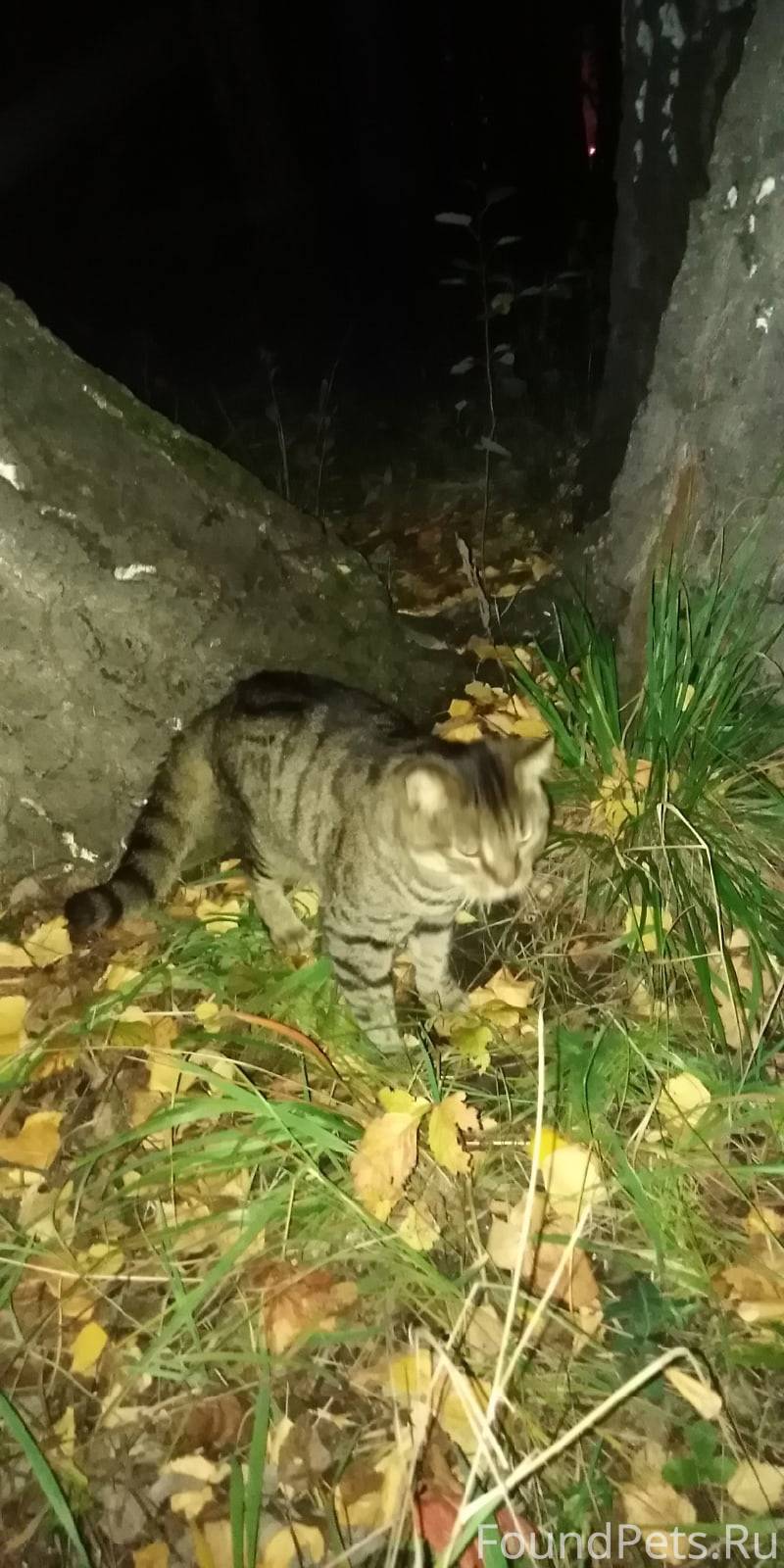 Найден кот возле часного дома ...