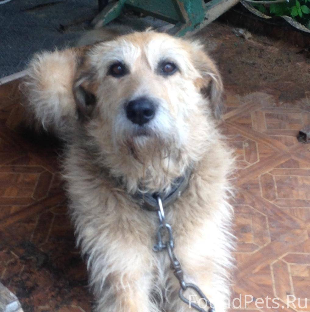 потеряшки великий