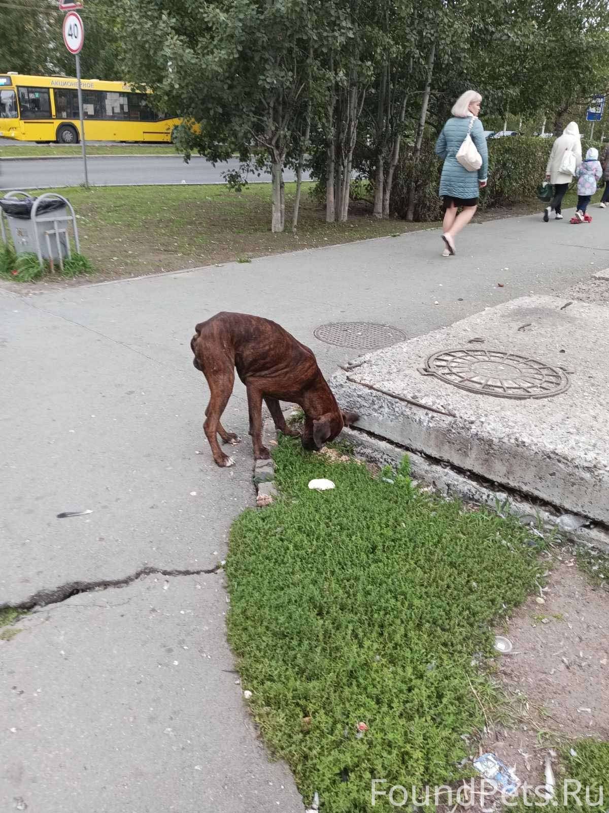 собака спрыгнула с дивана и не наступает на лапу