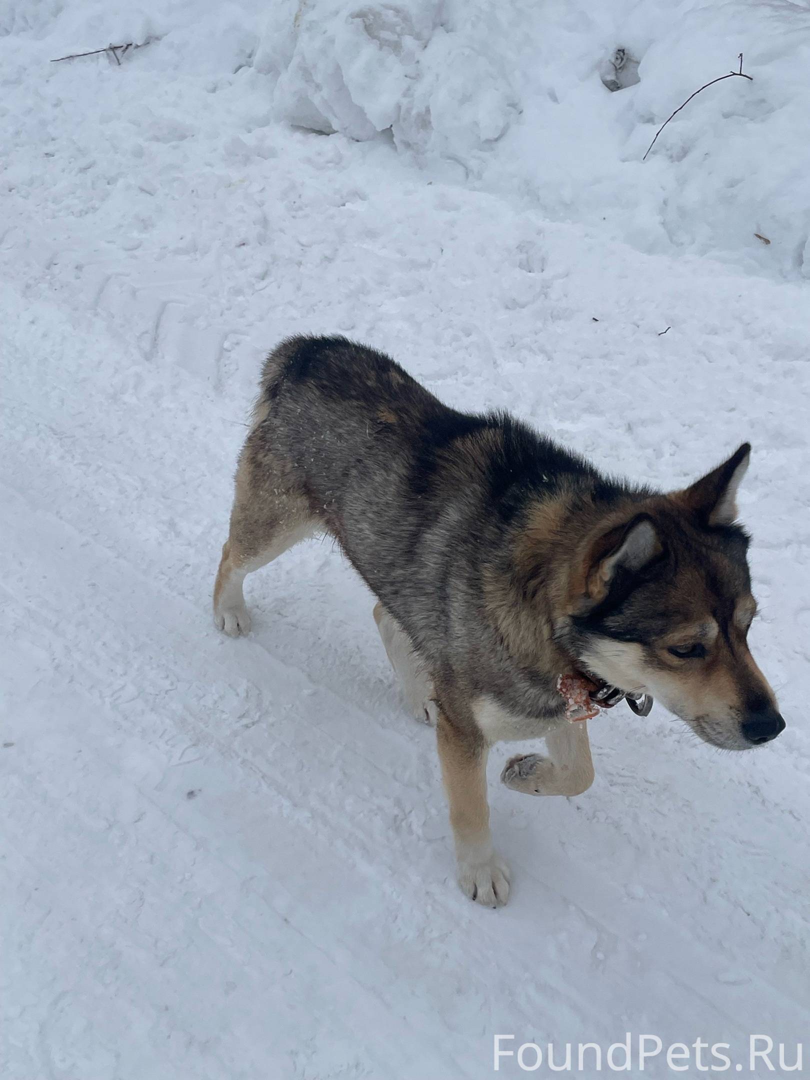 Могут ли собаки девочки. Новорожденные щенки чихуахуа. Улыбающаяся девушка с собакой. Могут ли собаки девочки. Могут ли собаки девочки.