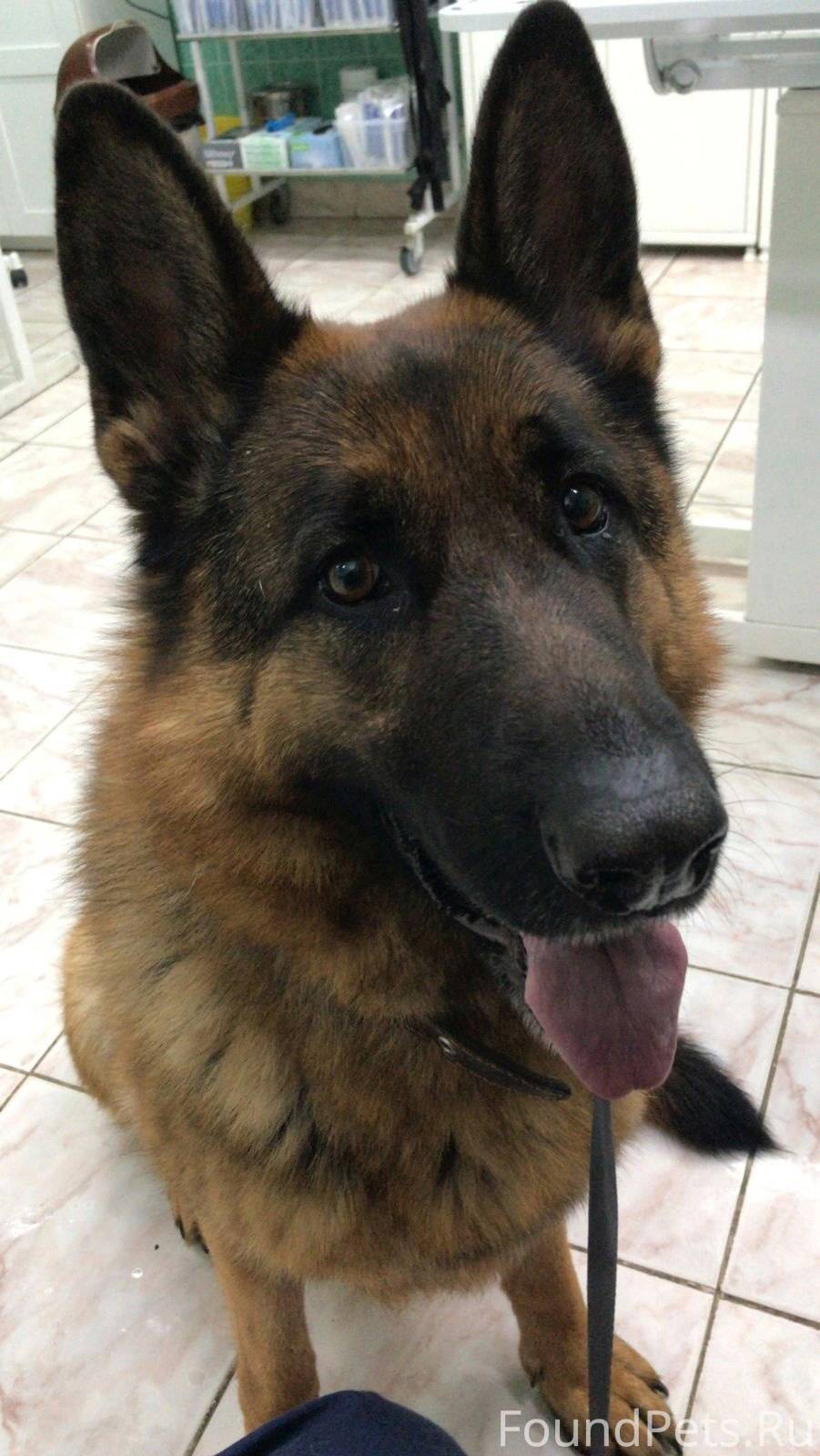 щенки немецкой овчарки в уфе