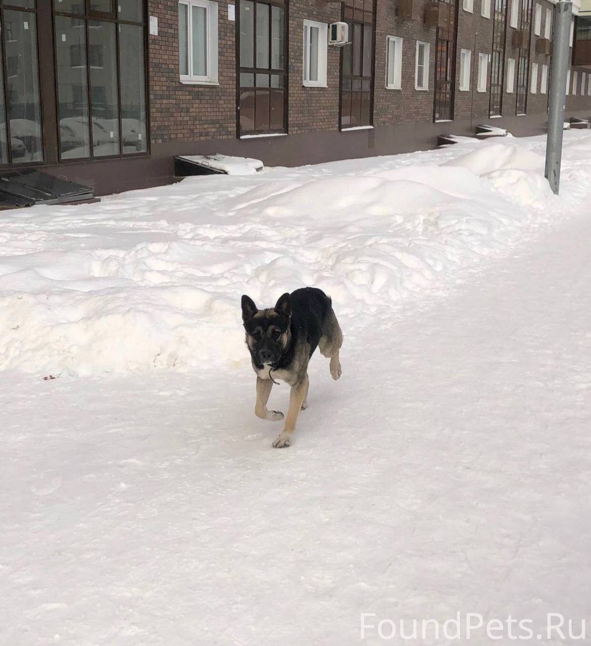 Внимание, пропала собака!<b>Последний</b> раз видели в п. Октябрьском, (Люберецкий...