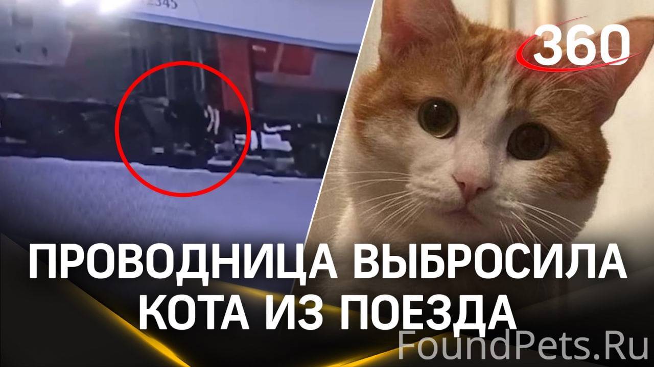 Видел кота падеж