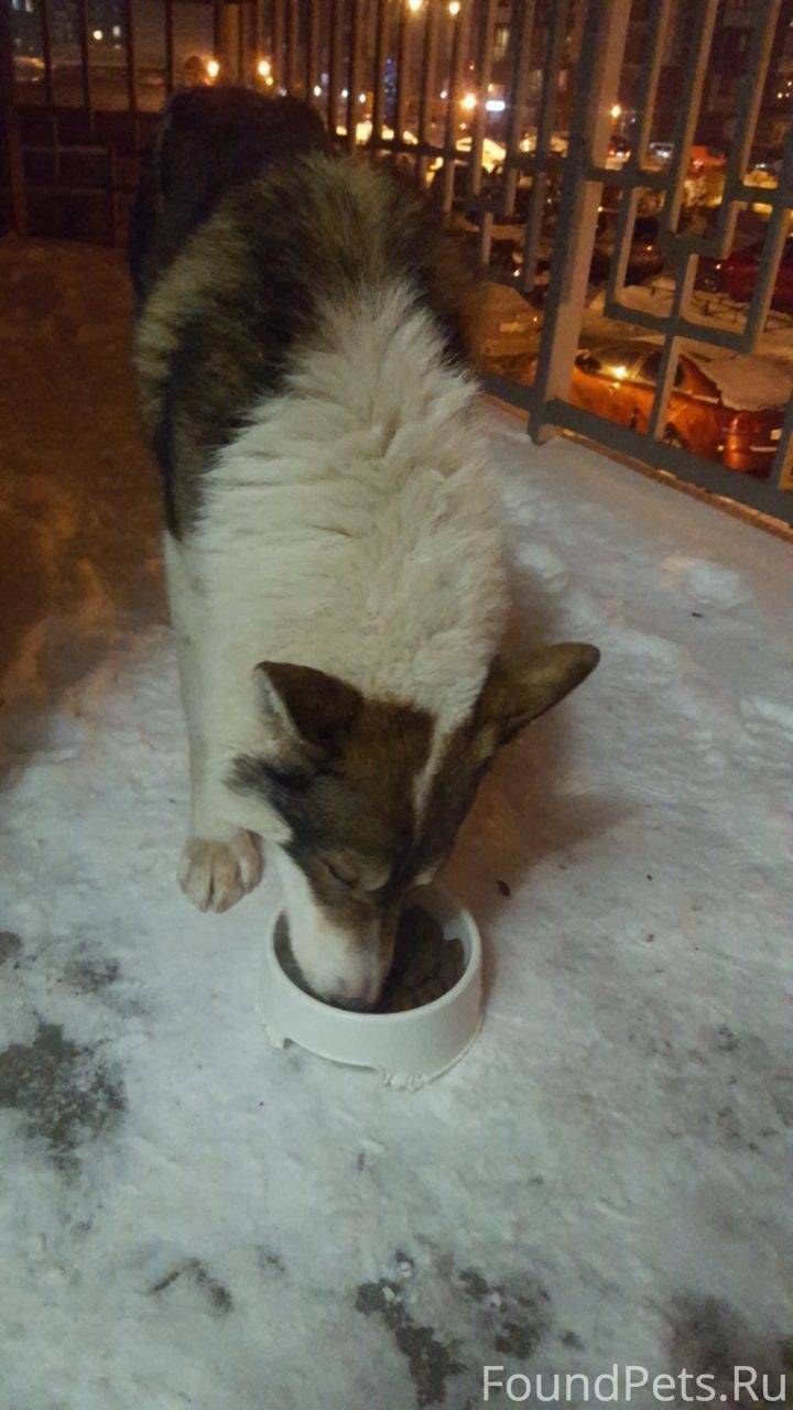 Id для лайка. Как найти человека в лайк. Как посмотреть кто лайкнул фото в вк. Вк шпион лайки. Как вконтакте посмотреть кто лайкал фото.