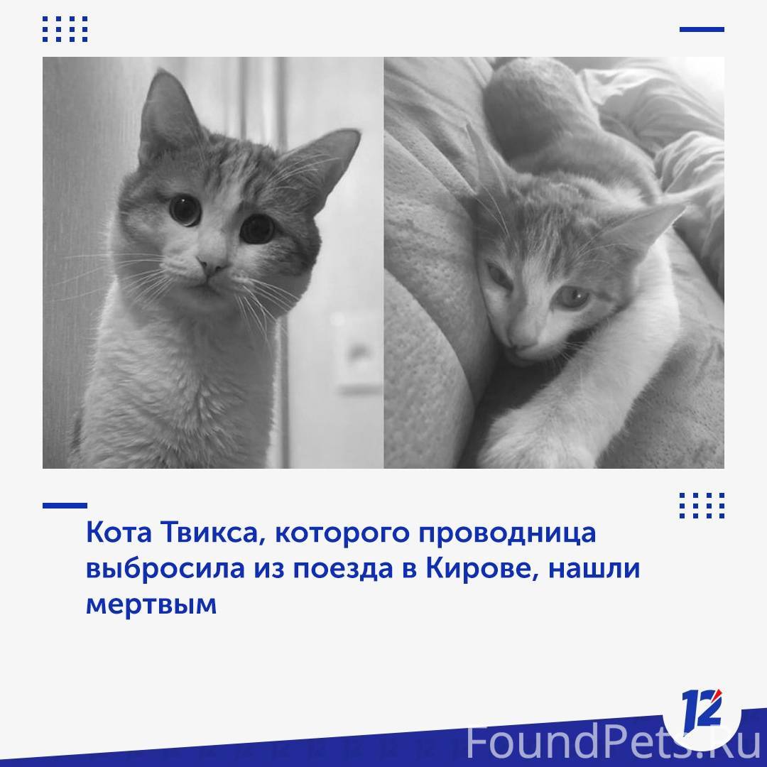 История кота твикса которого выкинули из поезда