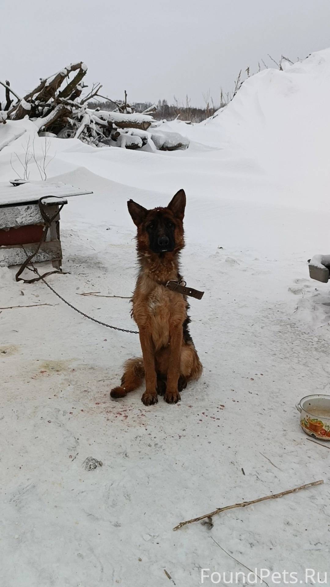 номер телефона бездомных животных. приюты для животных в новосибирске. номер приюта для собак. пристройство бездомных животных. номер телефона приюта для собак.