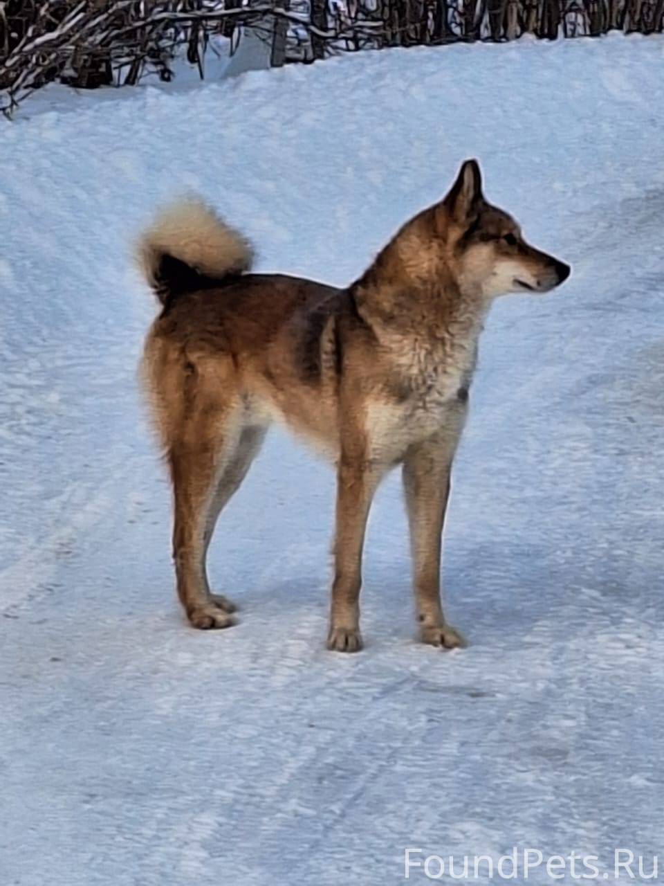 Какую температуру выдерживает лайка. Хаски на цепи. Западно-сибирская лайка охо а. Какую температуру выдерживает лайка. Хаски собака характеристика породы.