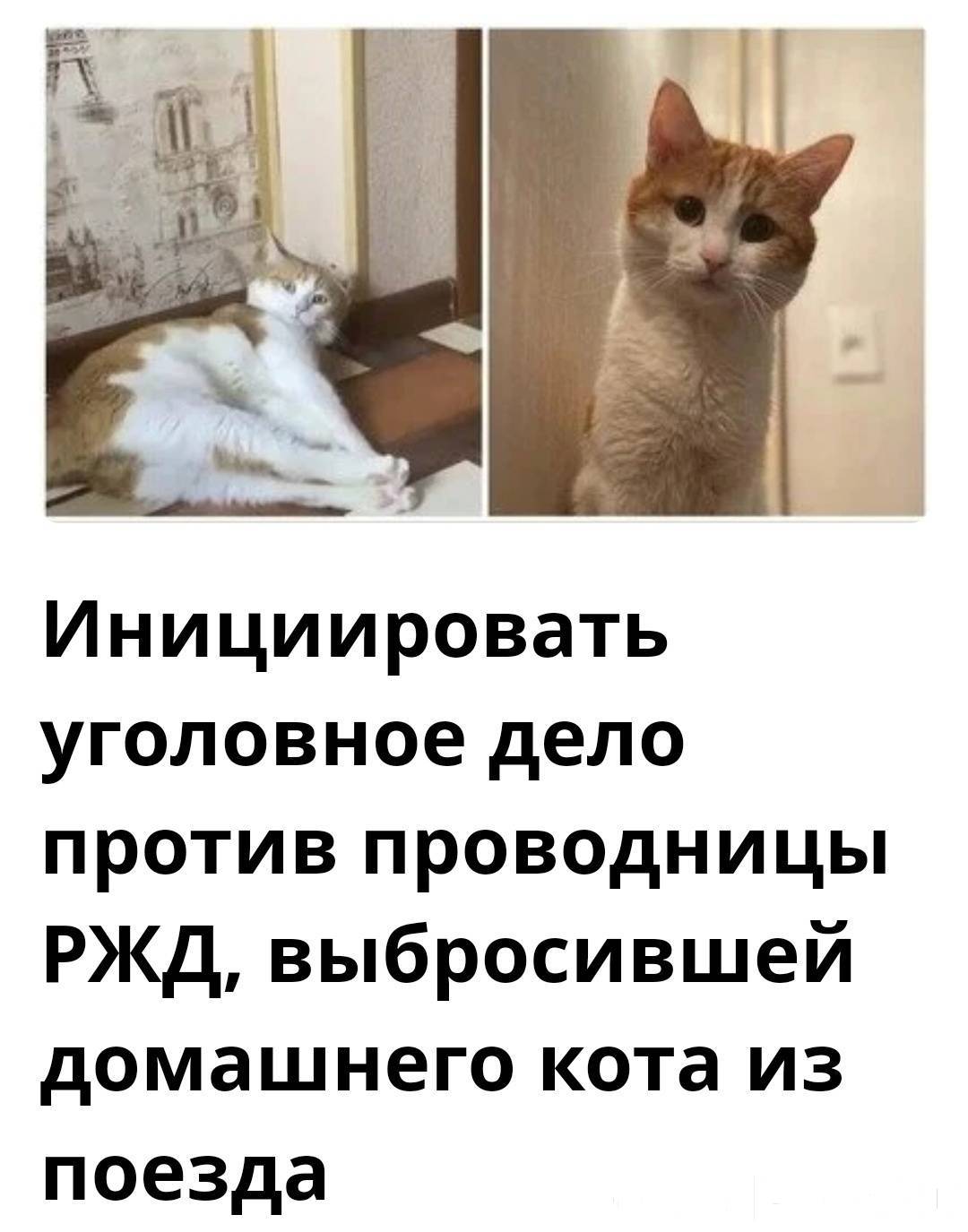 кошечка какает. кот в туалете. мочекаменная болезнь у котов симптомы. туалет для кошек. кот не писает сутки что делать.
