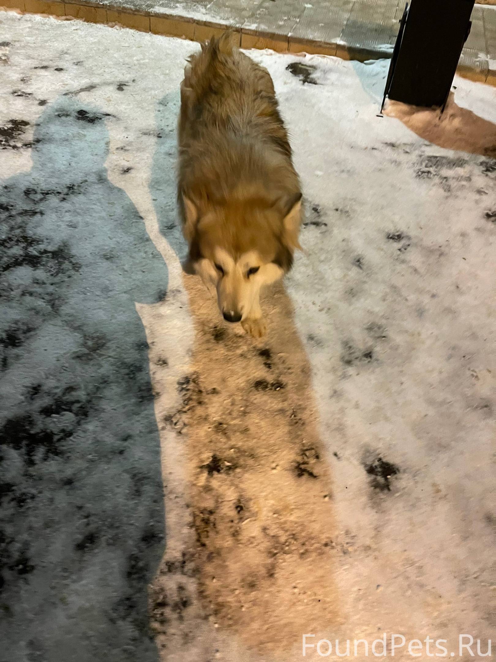 чей телефон 8 917. коды российских операторов мобильной связи. 923 какой оператор сотовой связи. код мобильного оператора 908. оператор сотовой связи 8953.