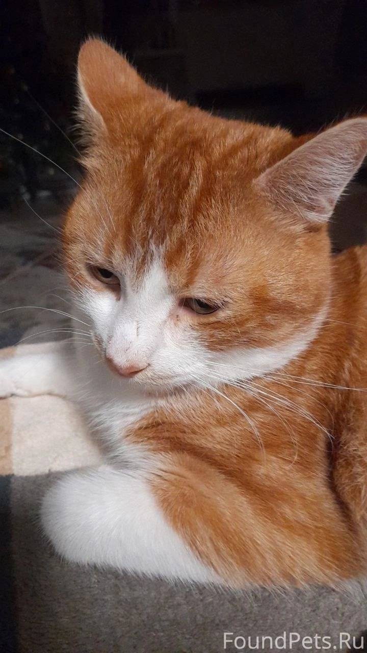 ялтинская 53 калининград. ялтинская 66 калининград. трансстартер калининград. калининград, ялтинская улица, 66. ялтинская 53 калининград.