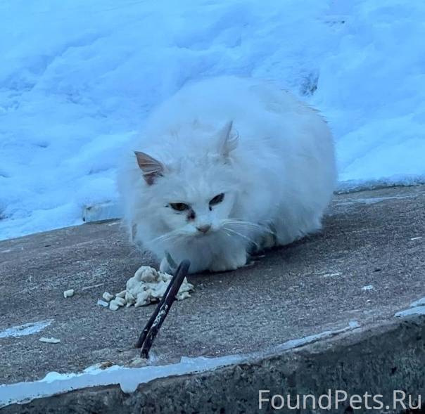 демотиваторы про доброту. доброта и счастье. стих о милосердии и сострадании. помогай животным. помощь ближнему.