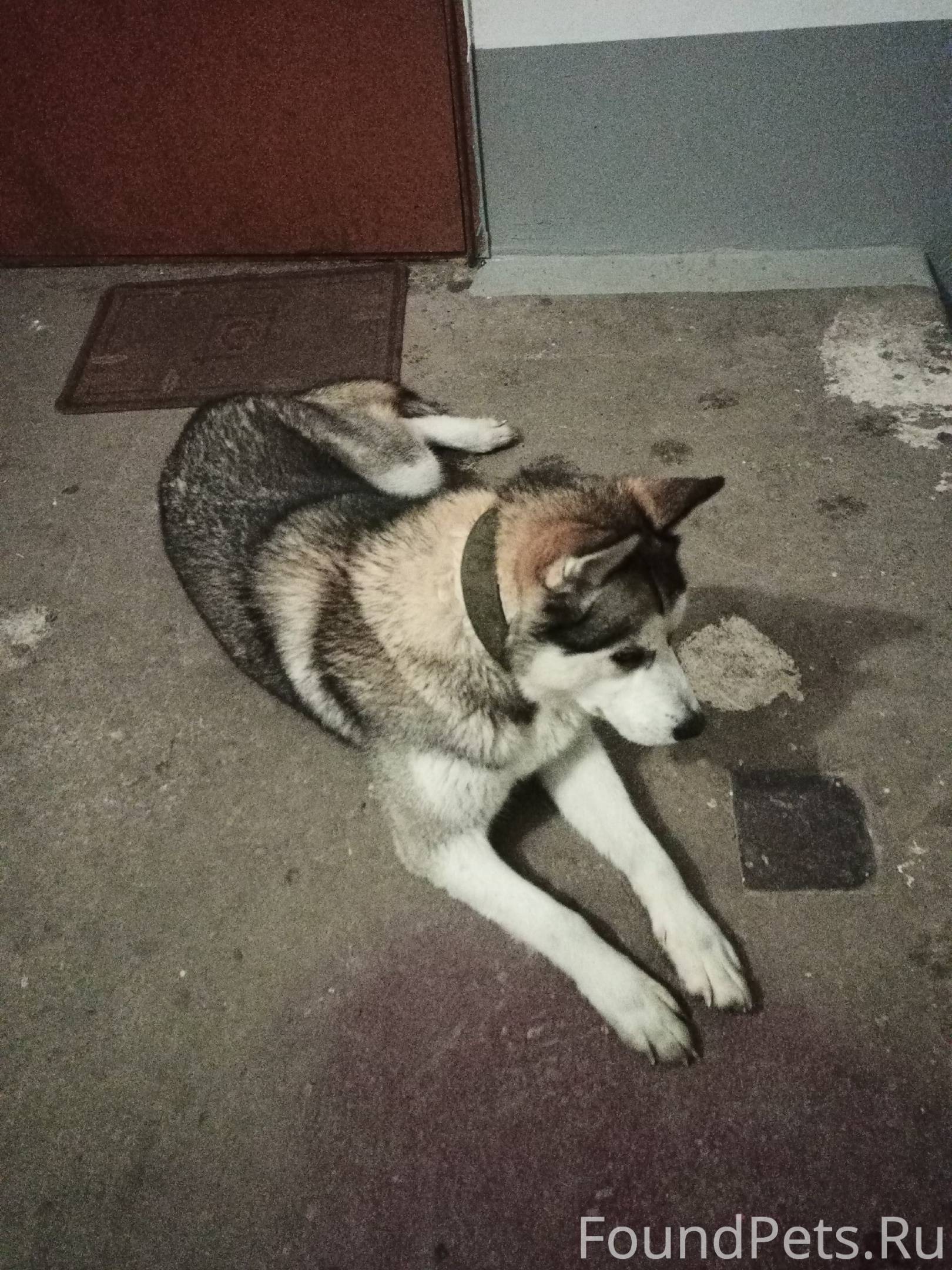 как найти хозяина собаки по клейму. найти собаку по клейму в базе. родезийский риджбек белые пятна на теле. граф шутц хунд фото. клеймо клейматором собаке.