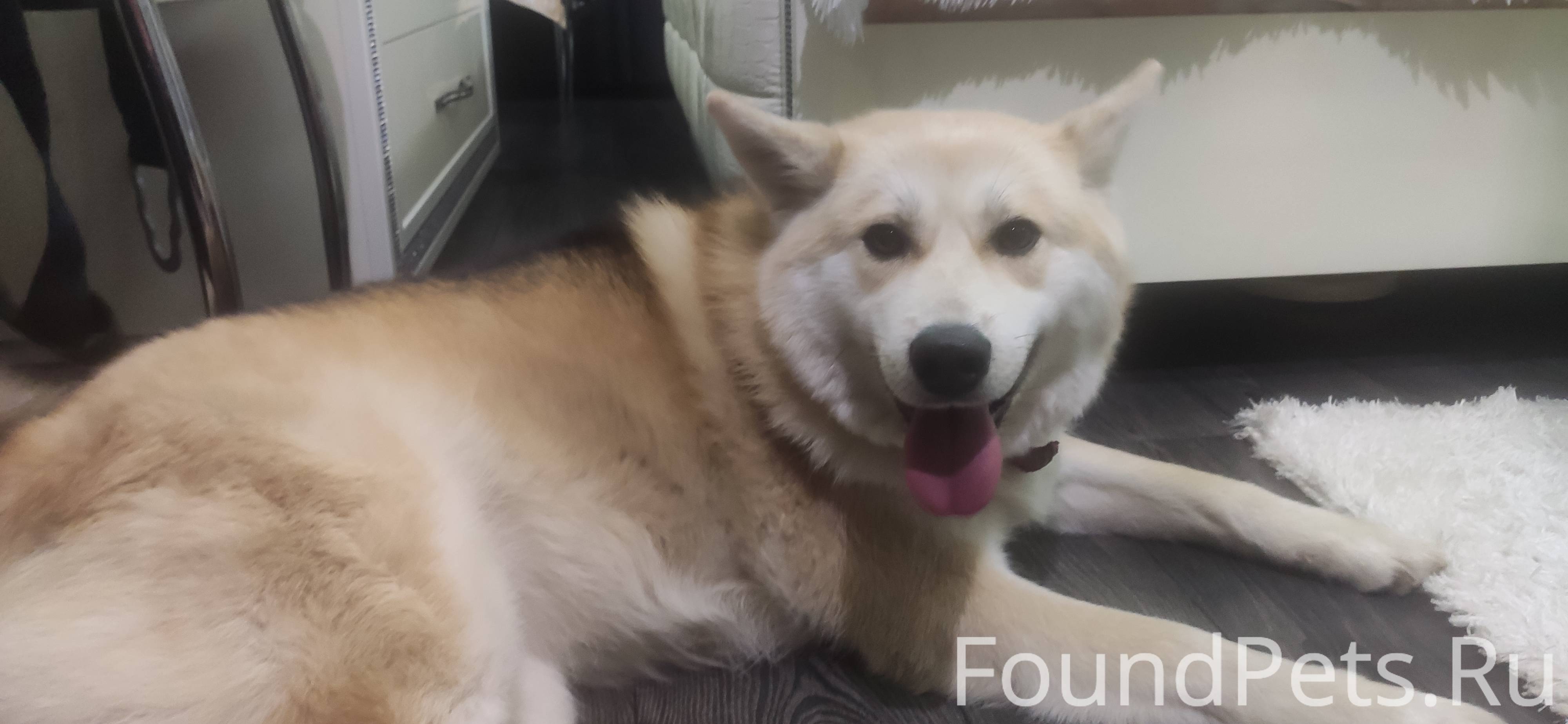 какая собака на 2 месте. французский мастиф. питбуль халк. самый большой питбуль в мире халк. стаффордширский терьер халк.