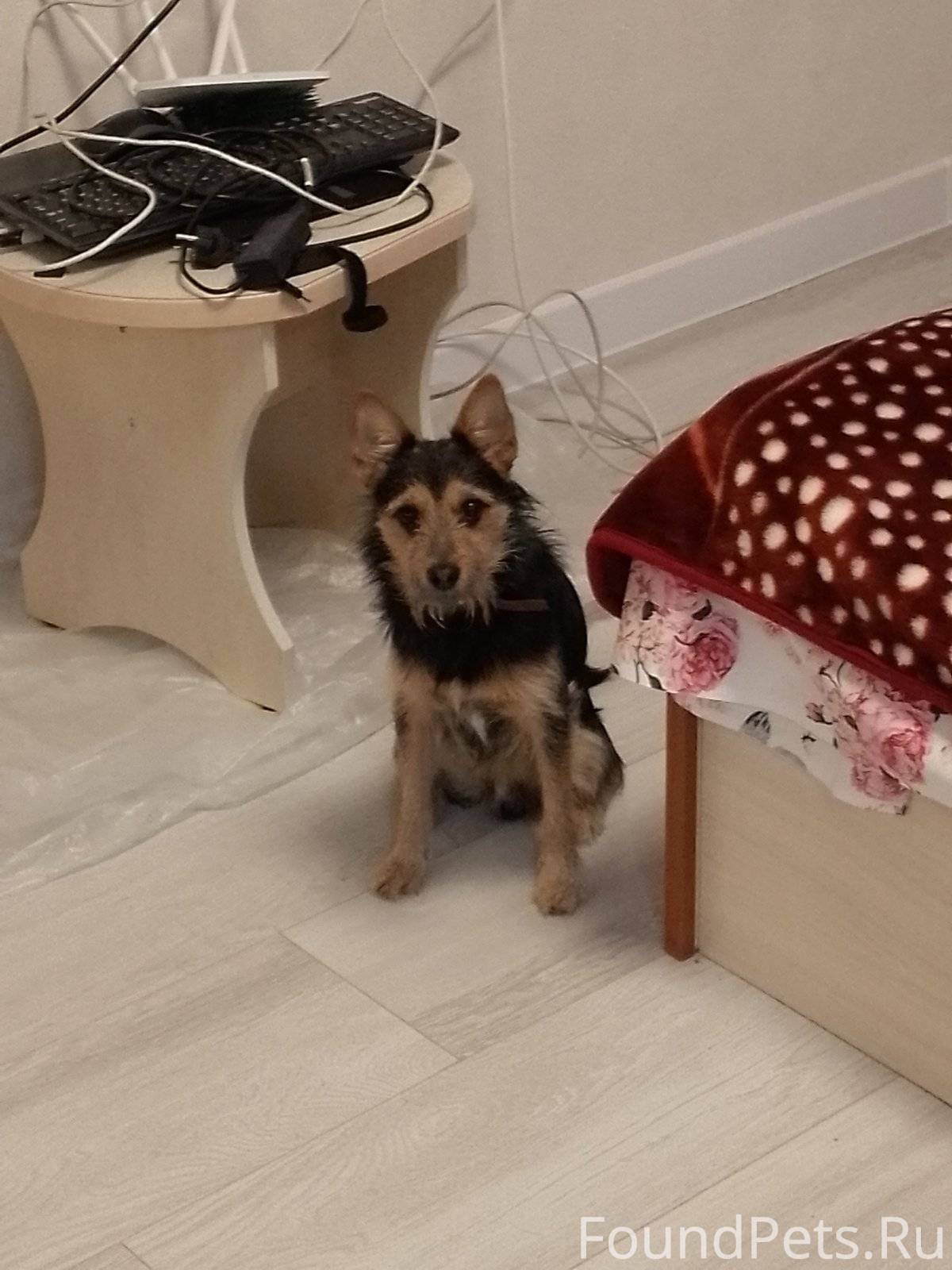 Щенки йорка новорожденные. Джек-рассел-терьер щенок 1 месяц. Щенок немецкой овчарки 1 месяц. Той терьер щенок. Купили щенка 1 месяц.