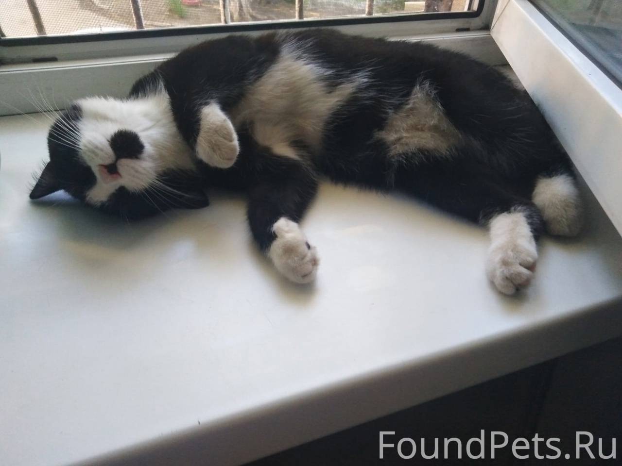 Перелом хвоста у собаки рентген. Кот с хвостом. Кот поломал хвост. Кот поломал хвост. Перелом хвоста у собаки рентген.