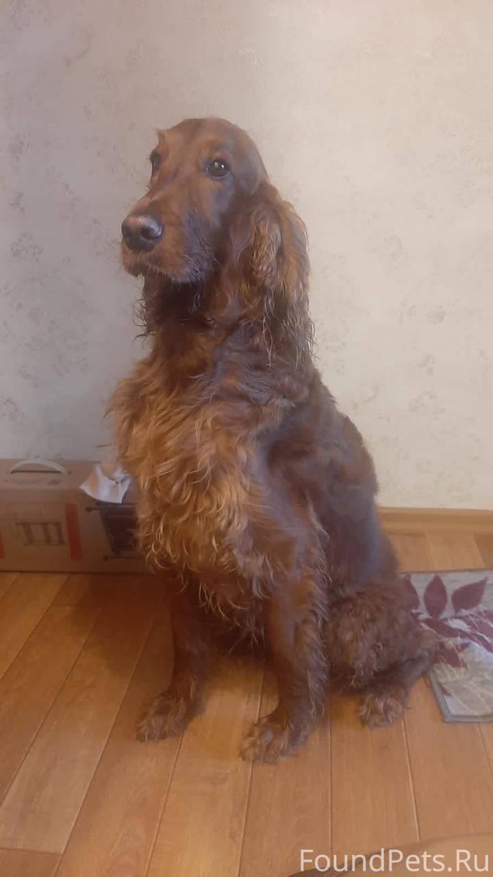 аварийной службы электросети. важные телефоны. прорвало водоканал. аварийная сестрорецк телефон. телефон службы спасения.