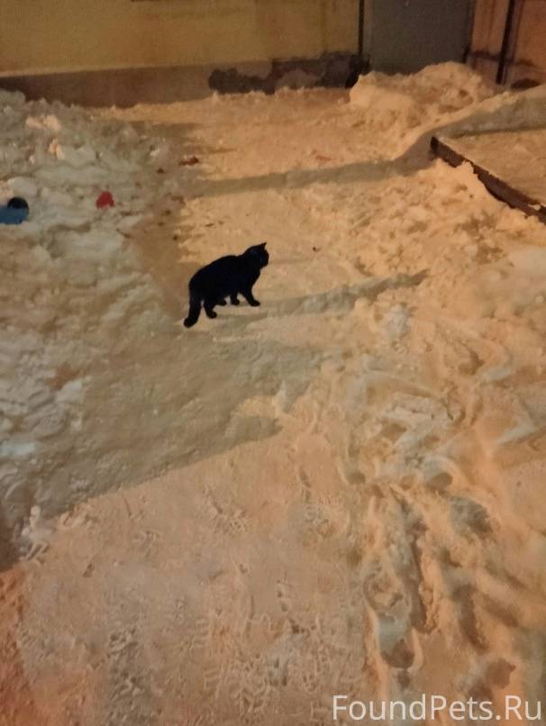 Фильм найди меня если сможешь 2019. Поймай меня если сможешь фильм 2002 постер. Найди меня фильм. Найди среди котов. Самое ценное в жизни это ты.