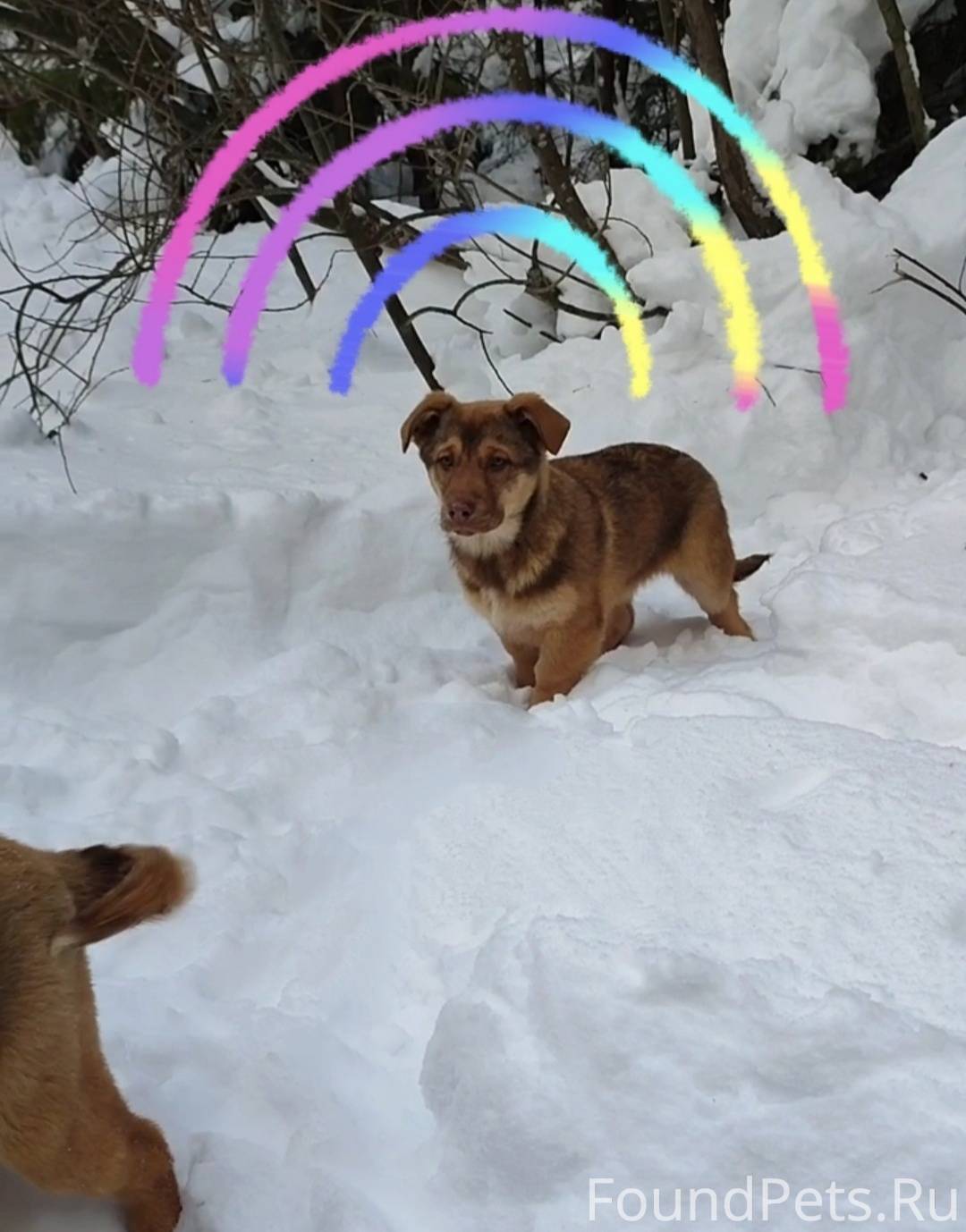 Вольерный кашель у собак. Собака пытается срыгнуть. Что делать если сабабкаподавилась. Собака кашляет. Глухие собаки.