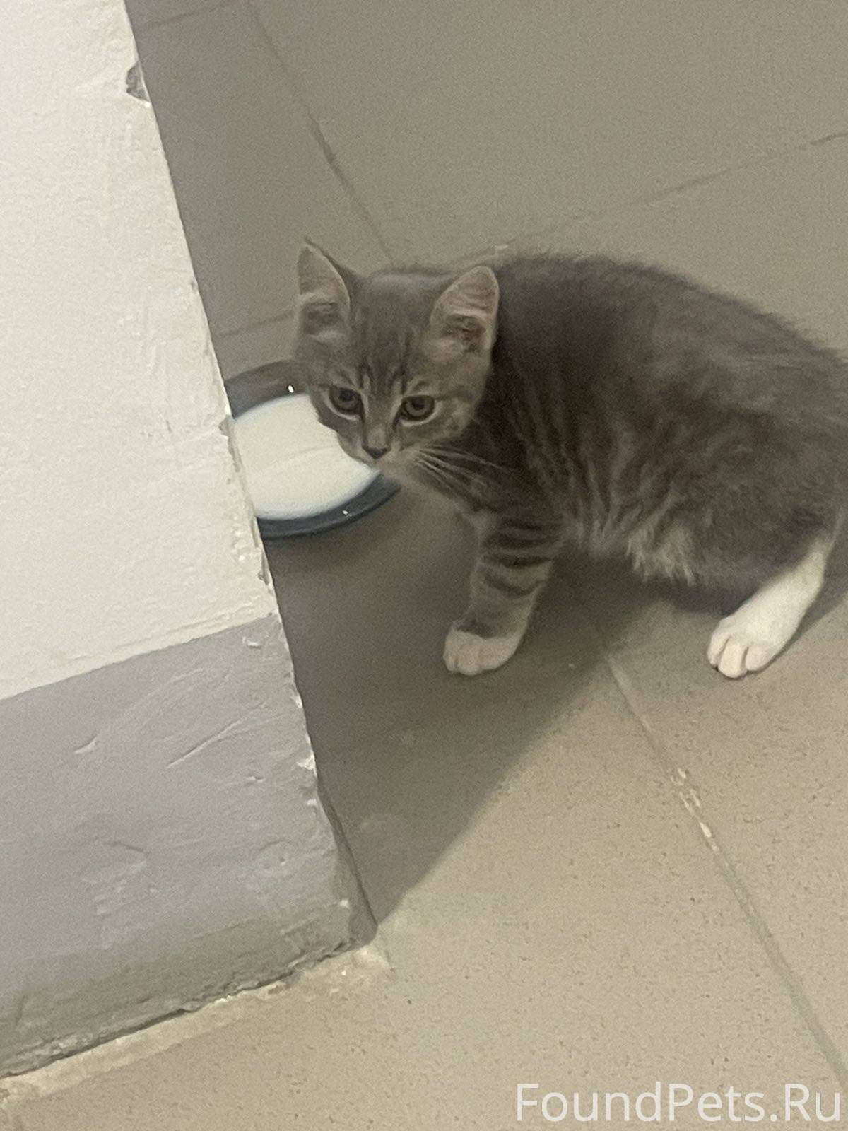 Найти котенок серый. Обои с котятами. Найти котенок серый. Серый британец котенок. Британская прямоухая кошка.