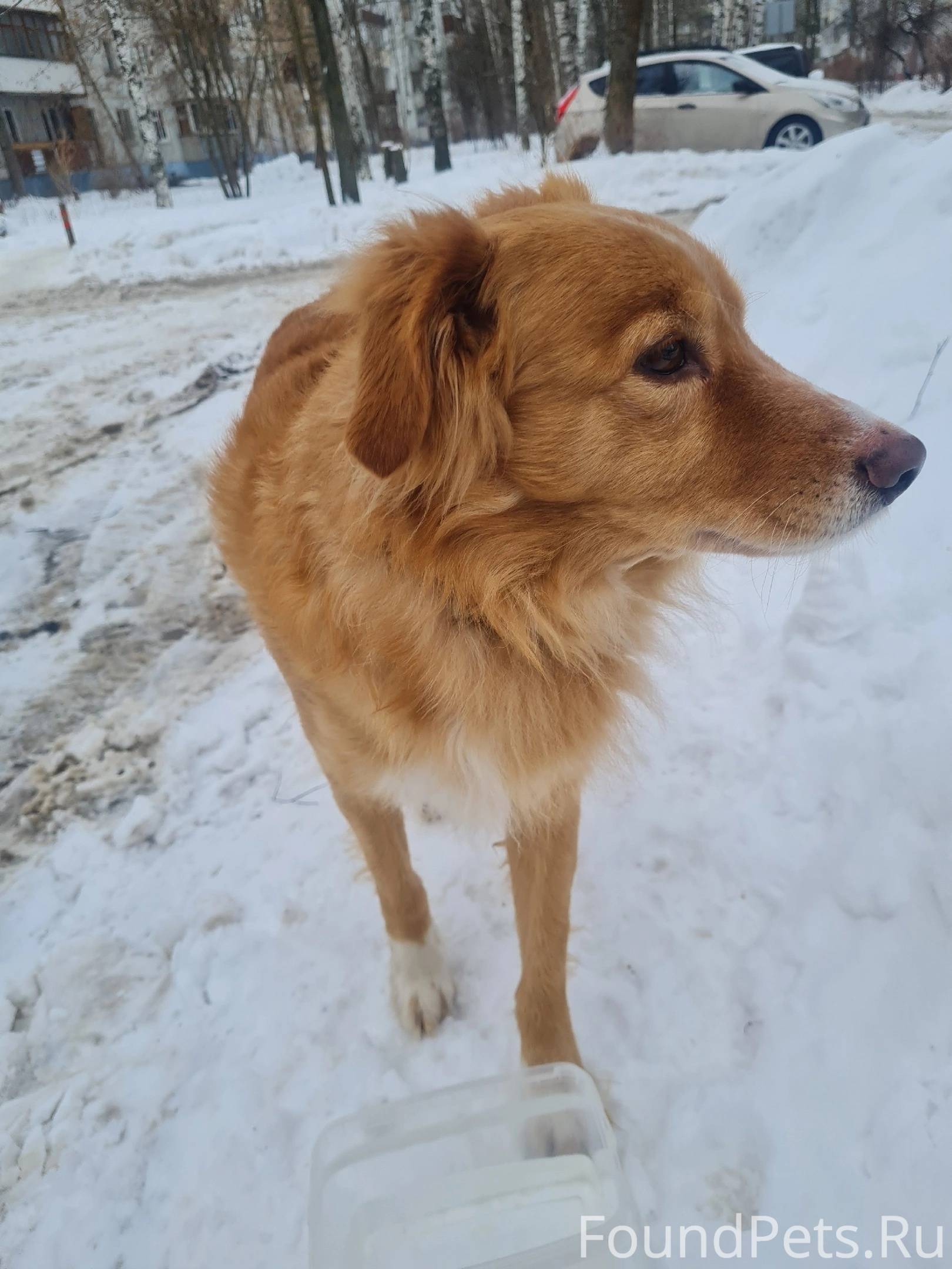 Как узнать помесь собаки породы. Размер щенков по месяцам. Вес йоркширского терьера стандарт в 2 месяца. Таблица веса чихуахуа по месяцам стандарт мини. Определить породу собаки по картинке.