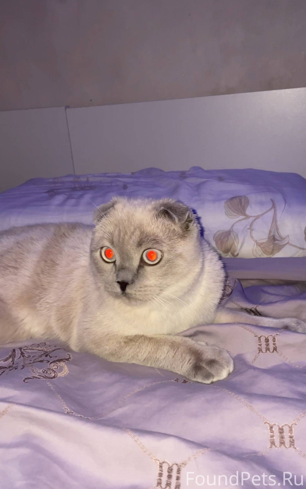 много красивых кошек. к чему снятся кошки. к чему снится пропавшая кошка. к чему снится кошка во сне. что снится кошкам.