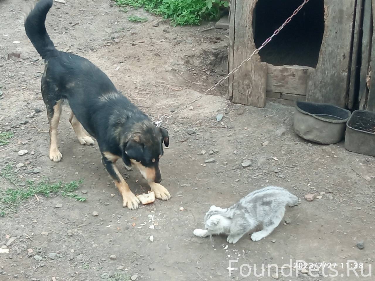 Не отзывается на имя в 2. Аутизм у детей признаки симптомы. Ребёнок не откликается на имя в 1 год. Ребенок не откликается на свое имя. Объявление о пропаже рыжего кота.