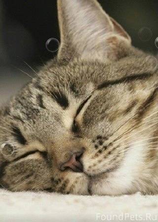 Надо спать. Пытаюсь заснуть уже. Рано ложиться и рано вставать. Уставшая девушка. Можешь встать попытаться поделиться сном.